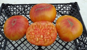 Old Time Red and Yellow, двухцветные томаты,