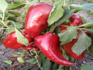 Перец Pepper Giant London