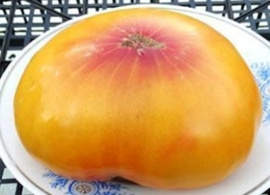 Paw Paw Yellow, двухцветные томаты,