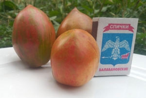 Жемчужины мудрости (Pearls of Wisdom), Сливовидно-овальные томаты,