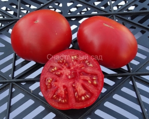 Platte Vierländer, среднерослые томаты