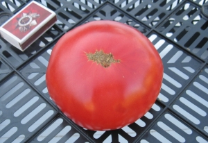 Rosa beefsteak, Гиганты классические розовые