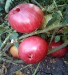 . Бычья сумка Ребекки Себастиан (Rebecca Sebastian’s Bull Bag)