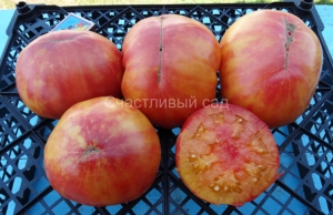 Красная мишень (Red Target), двухцветные томаты,