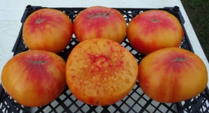 Семена сорта томата Регина жёлтая (Regina's Yellow) - Гиганты двуцветные