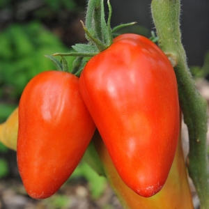 San Marzano Redorta, Длинноплодные томаты,