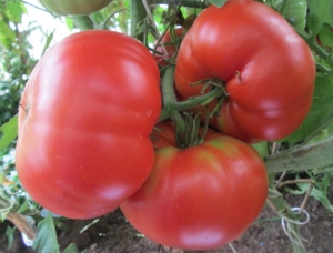 Santa Clara Canner, Гиганты классические красные,