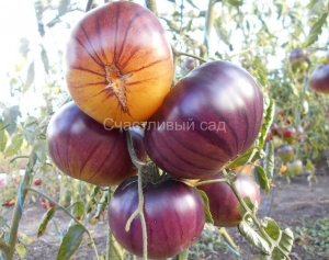 Sart Roloise, Синие томаты,