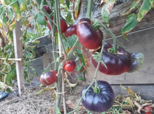 Scottsdale Road, Синие томаты,