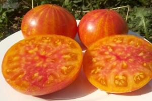 Полосатая раковина (Sink's Striped), двухцветные томаты,