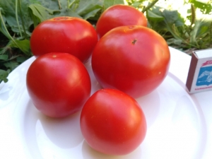 Весенний Король ранний (Spring King Early), среднерослые томаты,