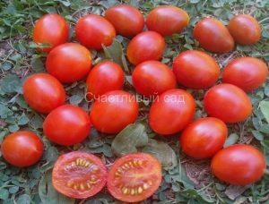 Stormin Norman, Высокорослые «черри» (балконные томаты),