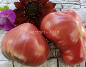 Strawberry Sgt. Peppers, сердцевидные томаты