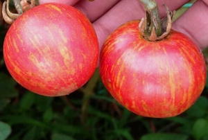 Striped Sweetheart, полосатые томаты,