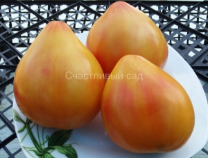 Полосатое бычье сердце (Striped oxheart), сердцевидные томаты,