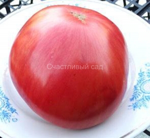 Полосы Сырната (Stripes of Syrnath), полосатые томаты,