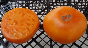 Sylvan Gaume Yellow, Гиганты желтые и оранжевые,