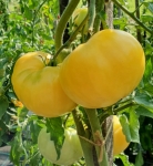 . Жёлтое Чудо Тома (Tom's Yellow Wonder)