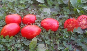 Tonnelet, Сливовидно-овальные томаты,