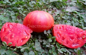 Trees Bottom Streaks, полосатые томаты,