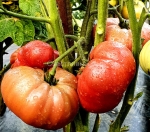 . Карлик Мгла Винса (Dwarf Vince's Haze)