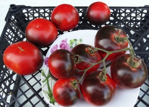 Wild Card Blues, Синие томаты