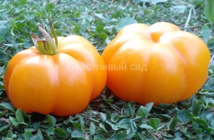 Ребристый желтый (Yellow Riffled), Фигурно – ребристые и фаршировочные («стаффер» сорта)