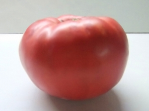 Zagorsko Volovsko Oko, Гиганты розовые,