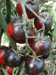 Bandol Blues, Синие томаты,