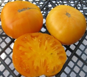 Доктор Виче жёлтый (Dr. Wyche's Yellow), Гиганты жёлтые и оранжевые