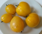 . Карлик Лимонный Лёд (Dwarf Lemon Ice)