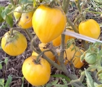 . Карлик Лимонный Лёд (Dwarf Lemon Ice)