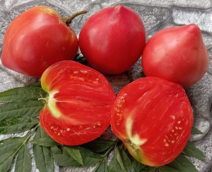 kosovo beet heart pink, сердцевидные томаты,