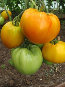 Золотой дракон, Гиганты желтые и оранжевые,