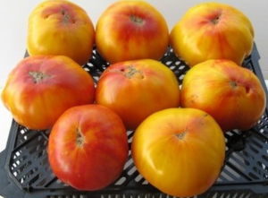 Супер - гиганты, Звезда Техаса (Texas Star)